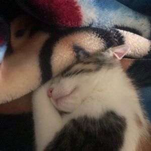 Meet your Posher, Khaled